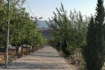 رئیس شورای شهر خاوران: ۲۰۰ اصله درخت در پارک شیخ احمدی می کاریم