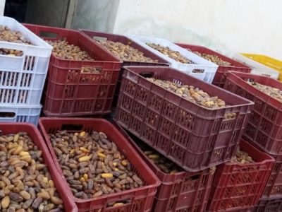 گزارش تصویری/ برداشت خرما از نخلستان های خاوران