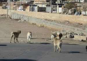 بی توجهی مسئولین و جولان سگ های ولگرد در خاوران