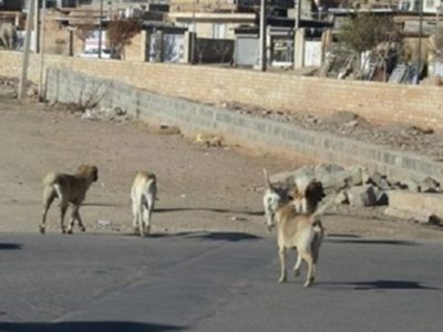بی توجهی مسئولین و جولان سگ های ولگرد در خاوران