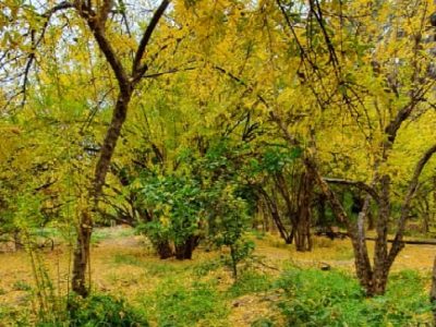 گزارش تصویری: پاییز هزار رنگ خاوران