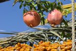 جشنواره انار و خرمای خاوران چگونه می تواند به یک رویداد خودگردان، درآمدزا و اثرگذار تبدیل شود؟