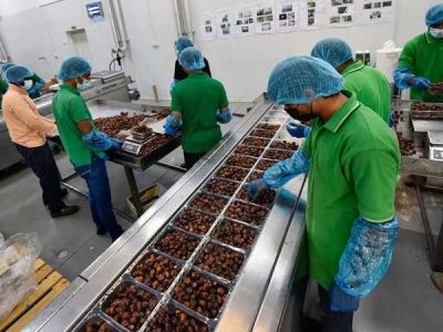 چرا خرمای خاوران هنوز برند مشهوری نشده است؟